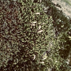 Ptychostomum capillare