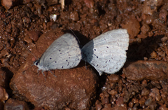 Celastrina lavendularis