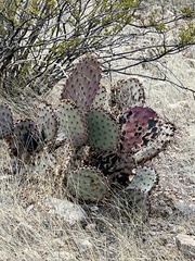 Opuntia macrocentra