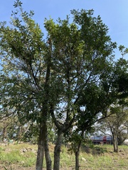 Sarcomphalus amole