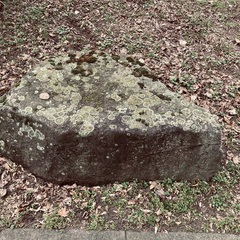 Protoparmeliopsis muralis