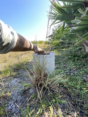 Andropogon capillipes