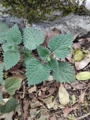 Urtica chamaedryoides