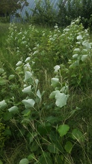 Populus tomentosa