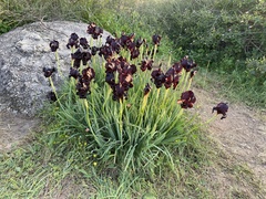 Iris atropurpurea