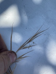 Andropogon capillipes