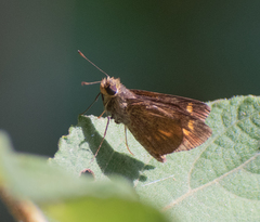 Oriens concinna