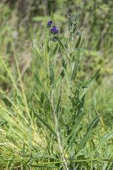 Anchusa officinalis
