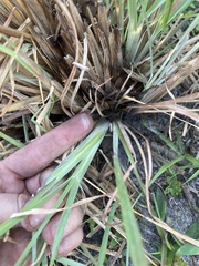 Andropogon capillipes