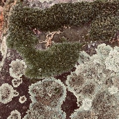 Protoparmeliopsis muralis