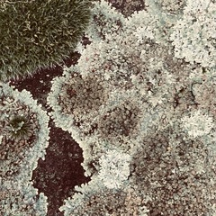 Protoparmeliopsis muralis