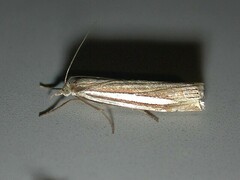 Crambus laqueatellus
