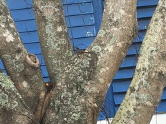 Anolis