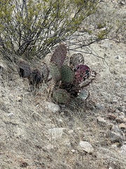 Opuntia macrocentra