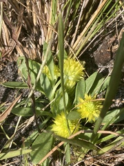 Polygala nana