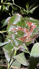 Oecophylla smaragdina