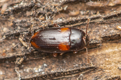 Diaclina plagiata