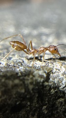 Oecophylla smaragdina