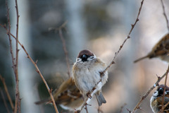 Passer montanus