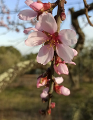 Prunus amygdalus