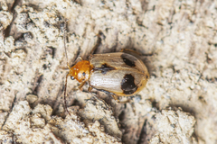 Paridea angulicollis