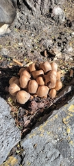 Coprinellus