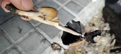 Coprinellus