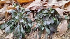 Globularia bisnagarica