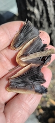 Coprinellus