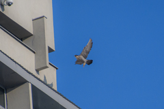 Falco peregrinus