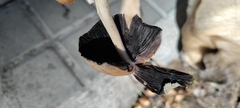 Coprinellus