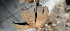 Coprinellus