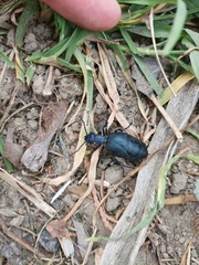 Meloe proscarabaeus