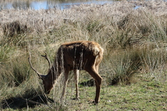 Cervus elaphus elaphus