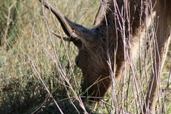 Cervus elaphus elaphus