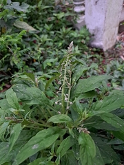 Lysimachia decurrens