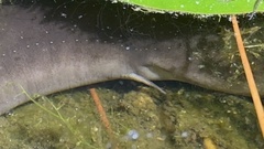 Amphiuma means