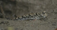 Periophthalmus variabilis