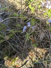 Piloblephis