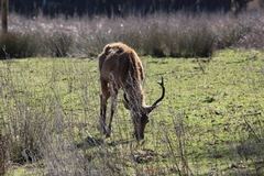 Cervus elaphus elaphus