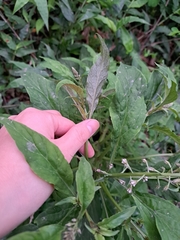 Lysimachia decurrens
