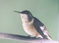 Calliphlox amethystina