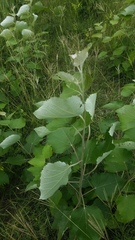 Populus tomentosa