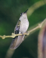 Eupetomena cirrochloris