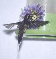 Phaethornis eurynome