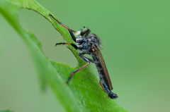 Neoitamus cyanurus