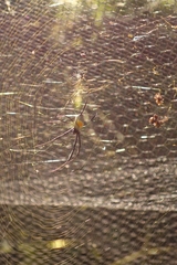 Trichonephila fenestrata