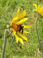 Bombus sonorus