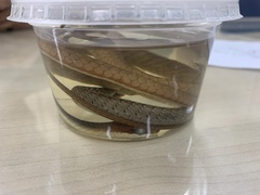 Chironius flavolineatus