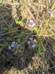 Piloblephis